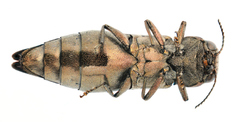 Agrilus sinuatus