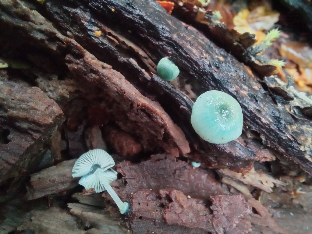 Mycena interrupta · April 2025 · photo: © mark2-nz (iNaturalist, cc-by)
