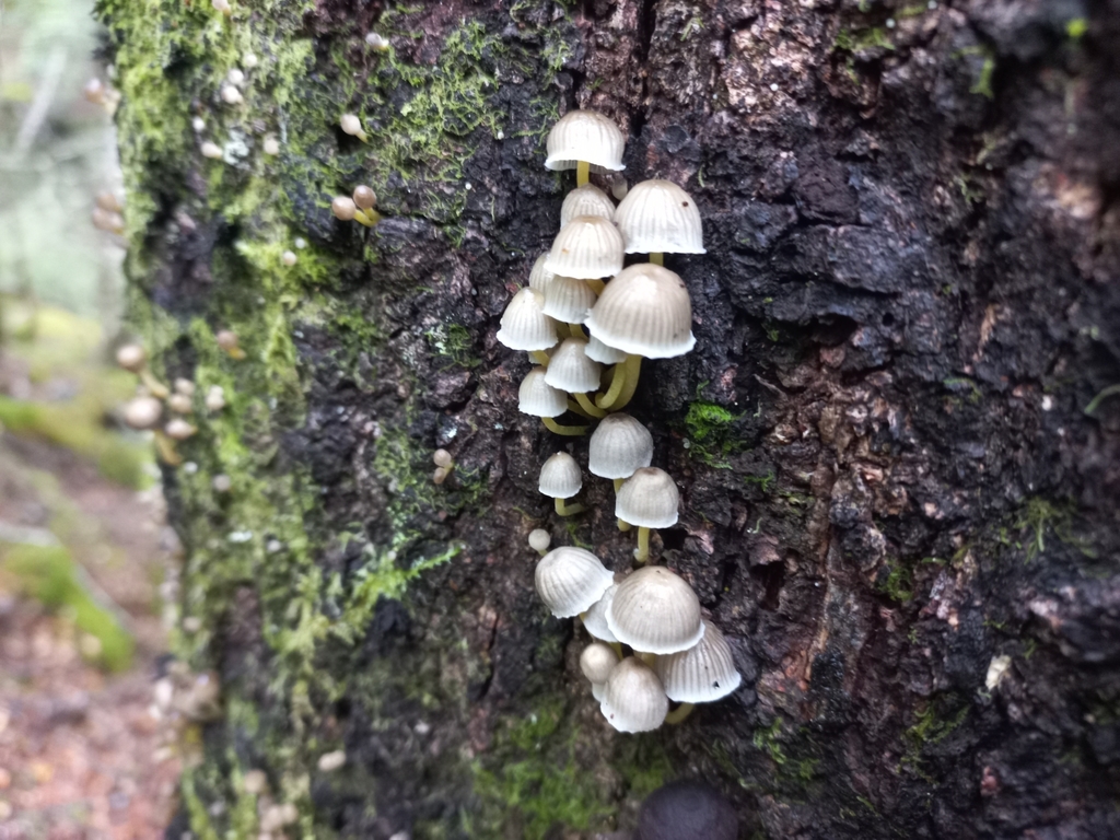 Mycena subviscosa · April 2025 · photo: © mark2-nz (iNaturalist, cc-by)