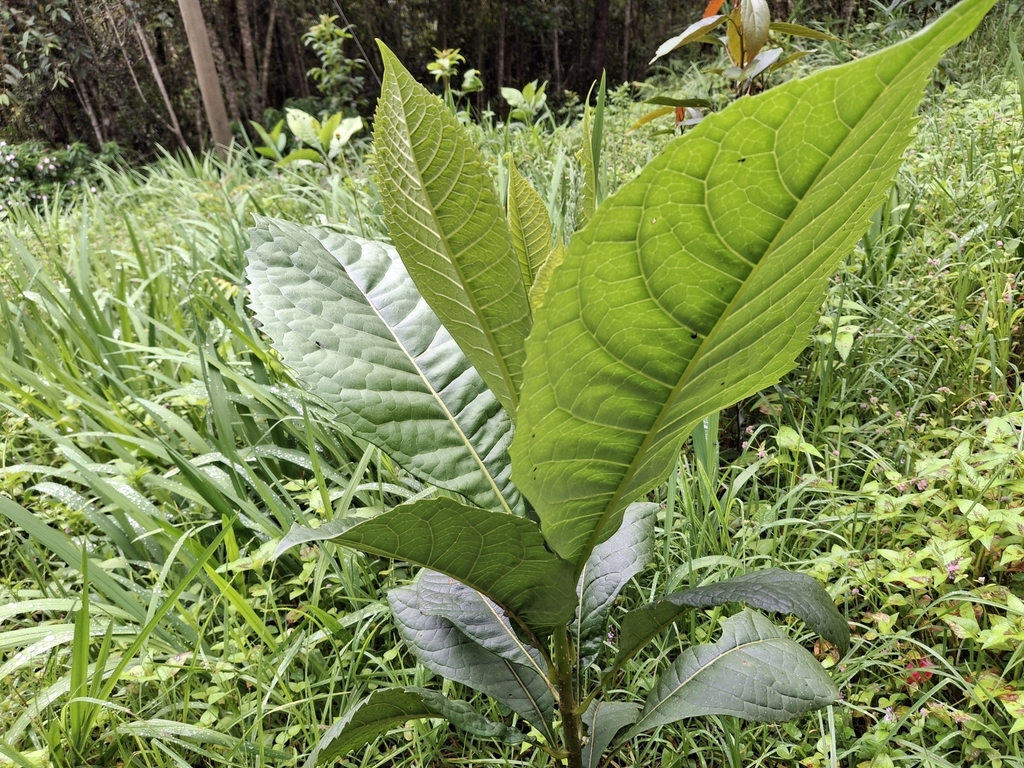 Aegiphila cuatrecasasii