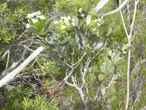 Baloghia drimiflora observed 2025-04-16