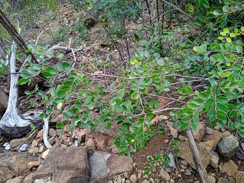 Phyllanthus buxoides observed 2025-04-16