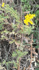 Achillea ageratum