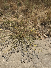 Grindelia hallii