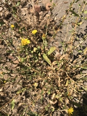 Grindelia hallii
