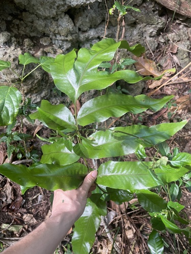 Tectaria crenata observed 2025-04-20