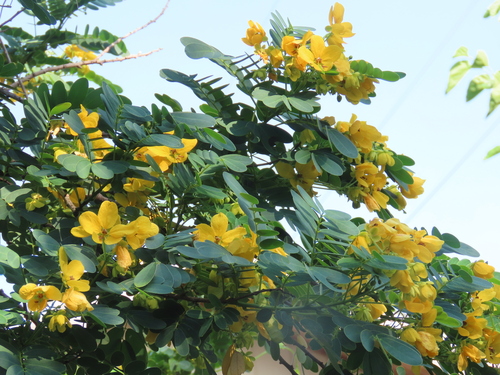 Image of Senna surattensis by (c) johnyochum, some rights reserved (CC BY)