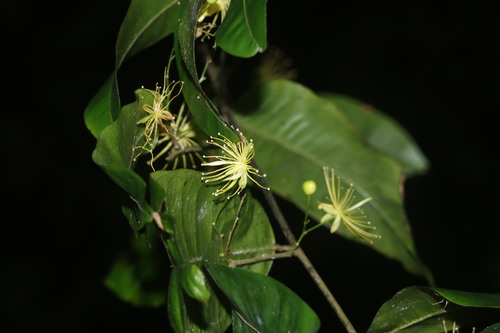 Foto de Cumarurana
