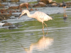 Egretta caerulea