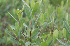 Myrica gale tomentosa