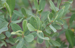 Myrica gale tomentosa