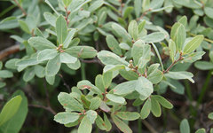Myrica gale tomentosa