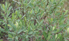 Myrica gale tomentosa