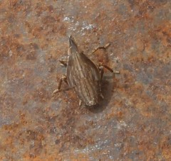 Rhynchomitra microrhina