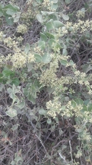 Cryptocarpus pyriformis