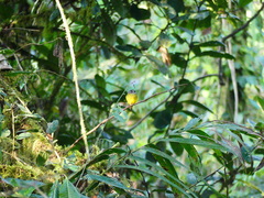 Myiotriccus ornatus