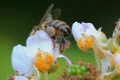 Phragmidium violaceum