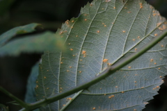 Phragmidium violaceum