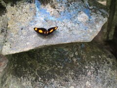 Catonephele numilia esite