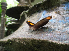 Catonephele numilia esite