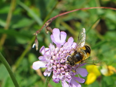 Eristalis jugorum