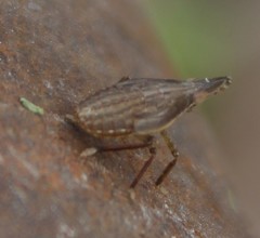 Rhynchomitra microrhina