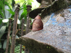 Catonephele numilia esite