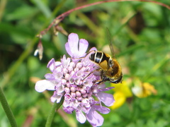 Eristalis jugorum