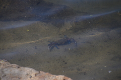 Callinectes arcuatus