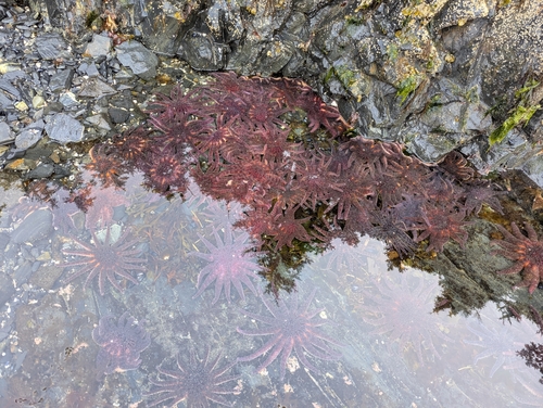 Sunflower Sea Star photographed in Alaska