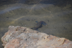 Callinectes arcuatus