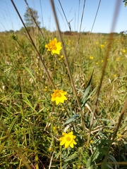 Helianthus occidentalis
