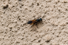 Chalybion femoratum