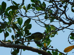 Vireo pallens
