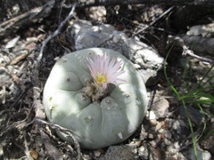 Lophophora diffusa