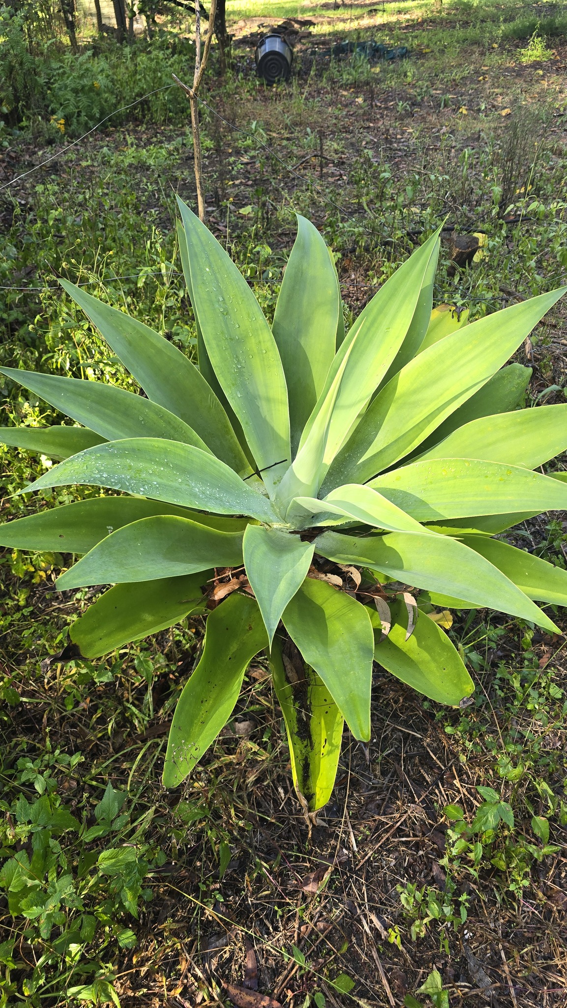 Imagem de Agave-dragão