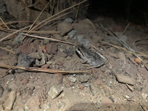 iNaturalist observation photo of Pacific chorus frog