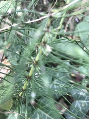 Equisetum telmateia telmateia