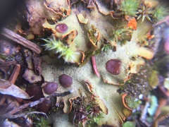 Solorina crocea