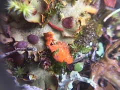 Solorina crocea