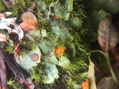 Solorina crocea