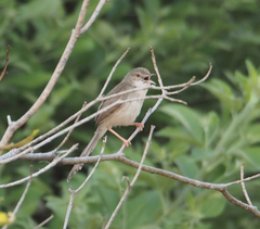 Prinia lepida