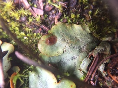 Solorina crocea