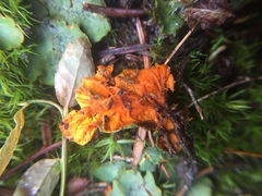 Solorina crocea