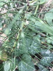 Equisetum telmateia telmateia