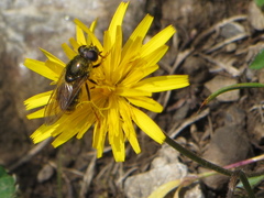 Cheilosia canicularis