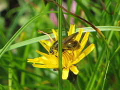 Cheilosia canicularis