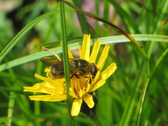 Cheilosia canicularis