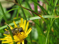 Cheilosia canicularis