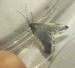 Pyrausta demantrialis